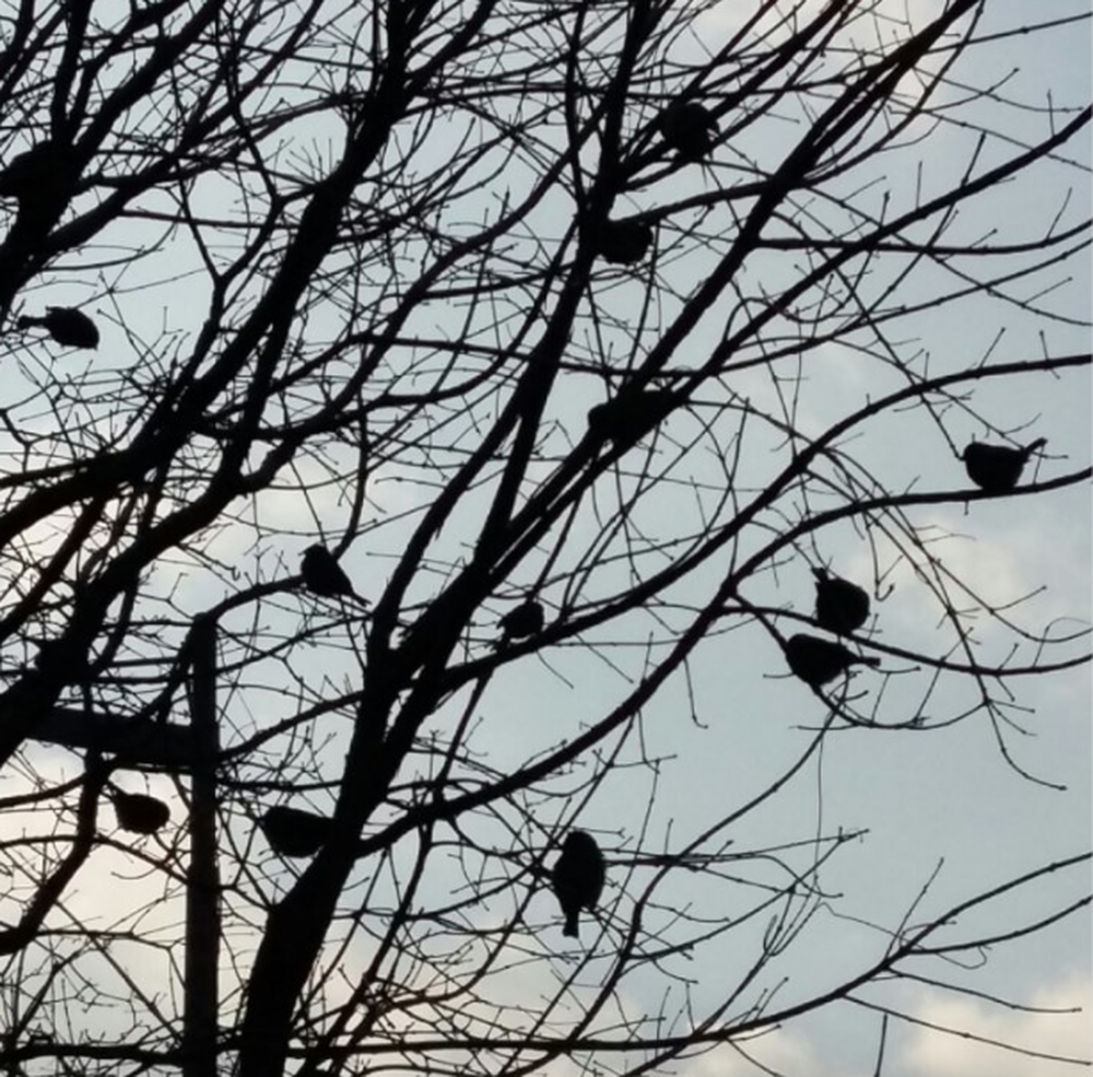 앙상한 나뭇가지 위에 참새들