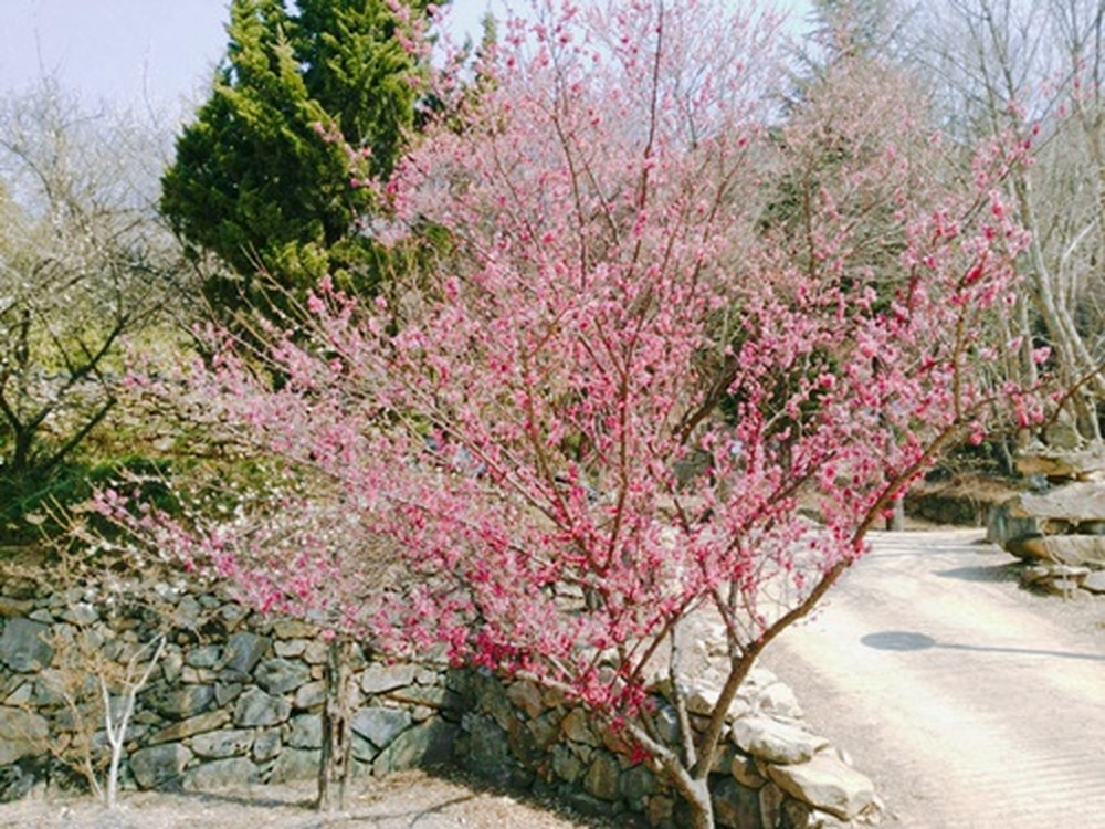 머뭇거리기엔 짧은 봄입..