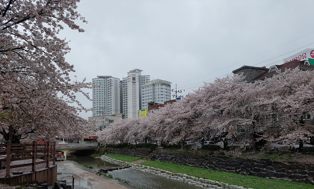 벚꽃
