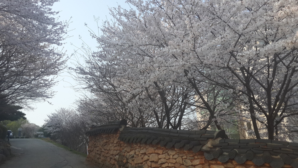 예쁜 벚꽃