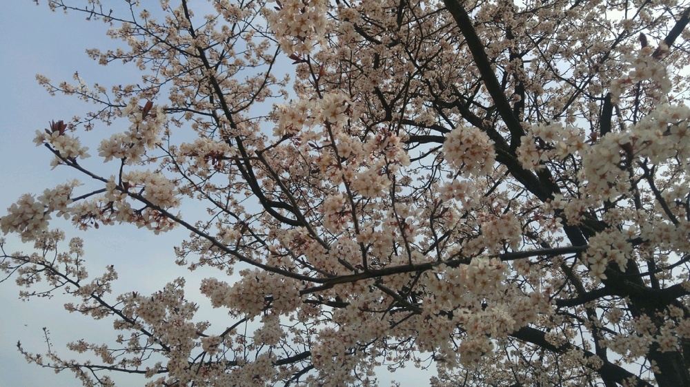 벚꽃 참 이뻐요~