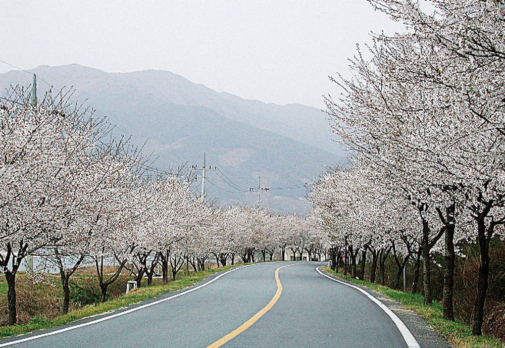 벚꽃길