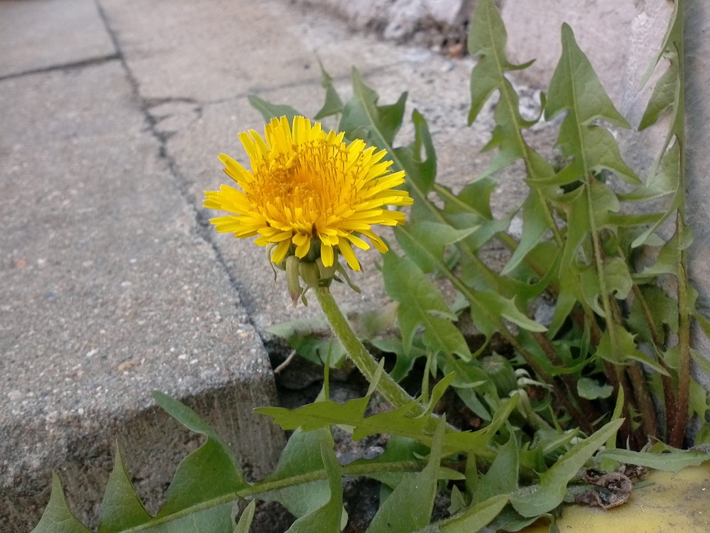 민들레 꽃