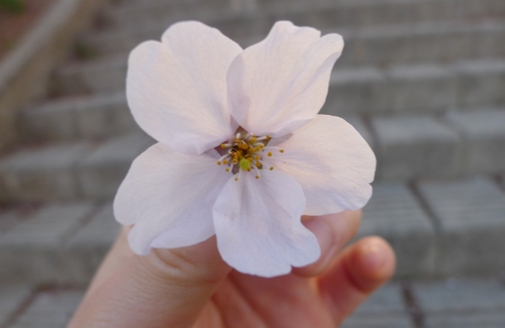 벚꽃 넘넘 이뻐요
