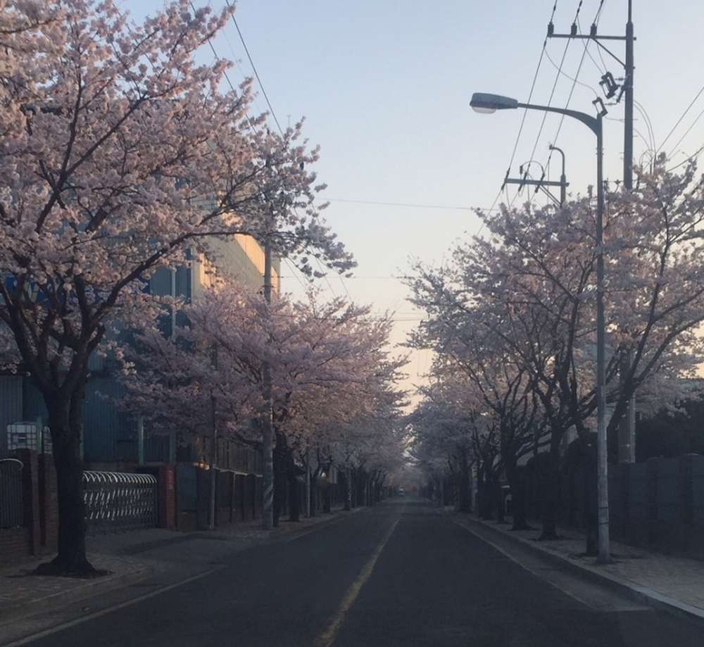 출근길 벚꽃풍경!