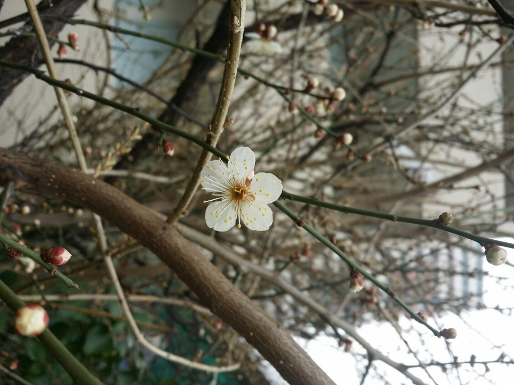 봄이 다가온지 한참이네..