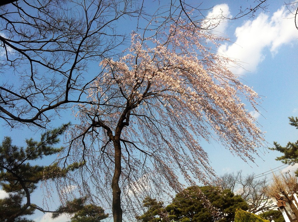 봄은 벚꽃이지