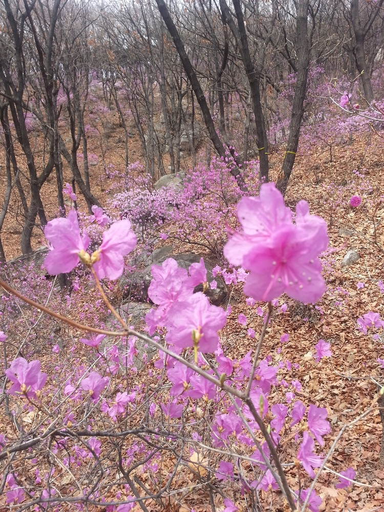 인천 문학산 꽃이예요