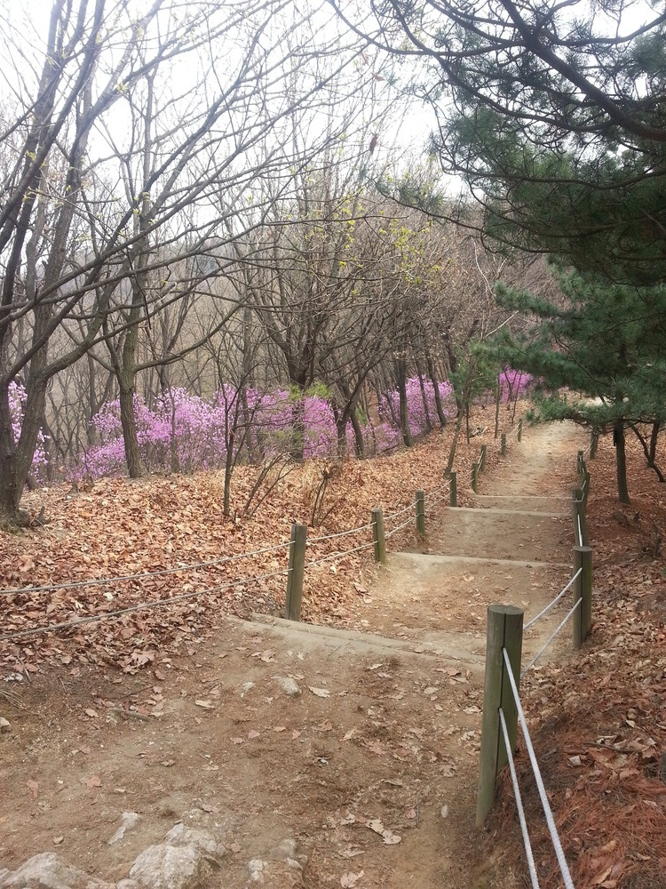 인천 문학산 꽃이예요