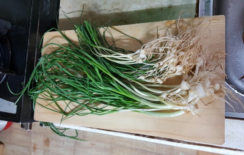 봄나물은 역시 달래!