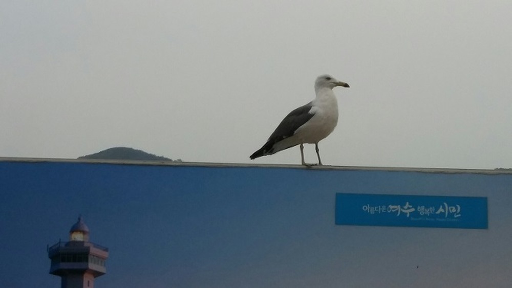 갈매기도 한가로운 일요..