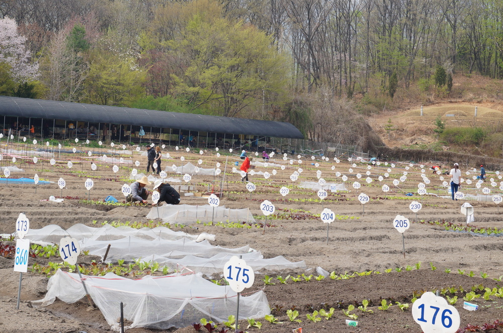 주말농장 가꾸기