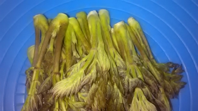 산에서 만난 고사리,