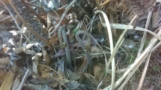 산에서 만난 고사리,