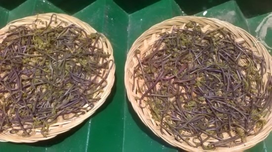 산에서 만난 고사리,