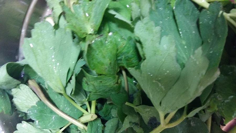 봄엔 방풍나물 무치기도..