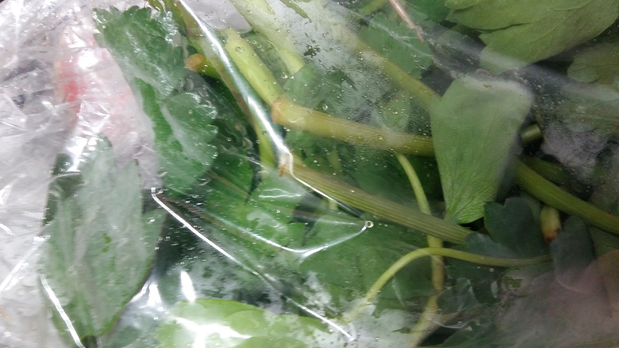 봄엔 방풍나물 무치기도..