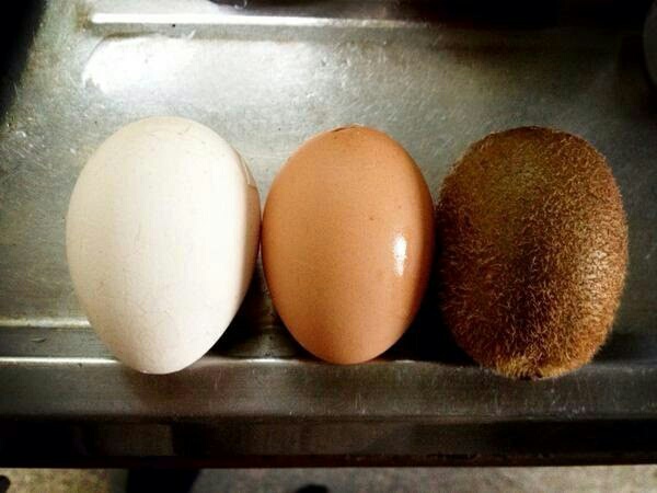 계란의 삼단 변신!