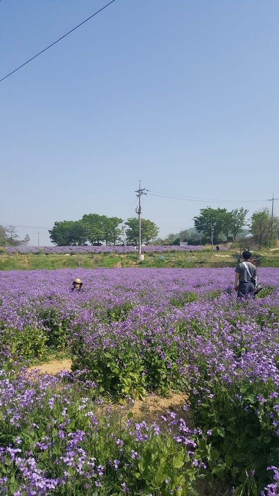 청유채밭