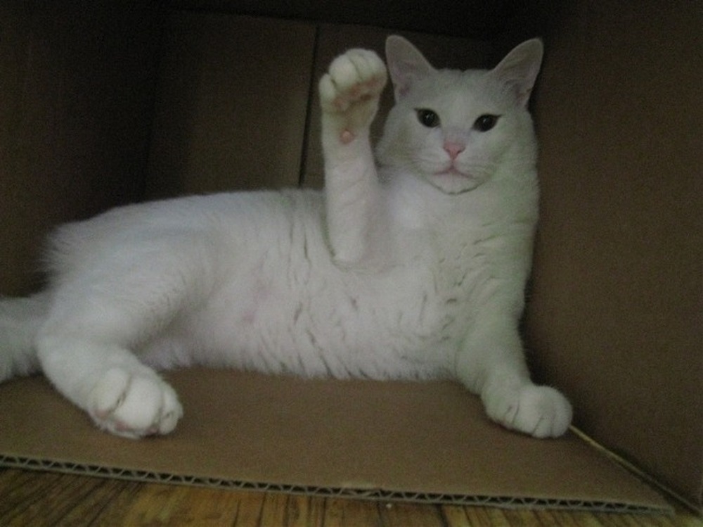 하이염