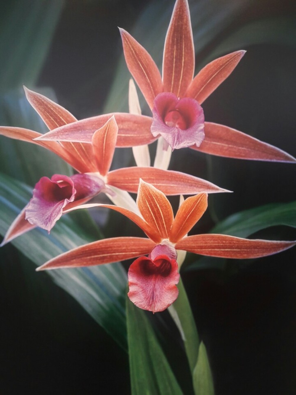 Cymbidium Ka..