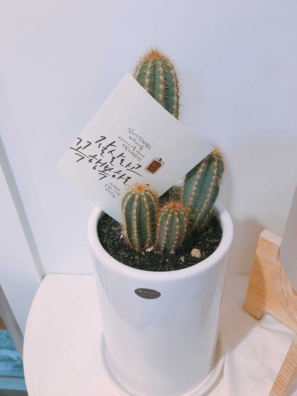 선인장 꽃