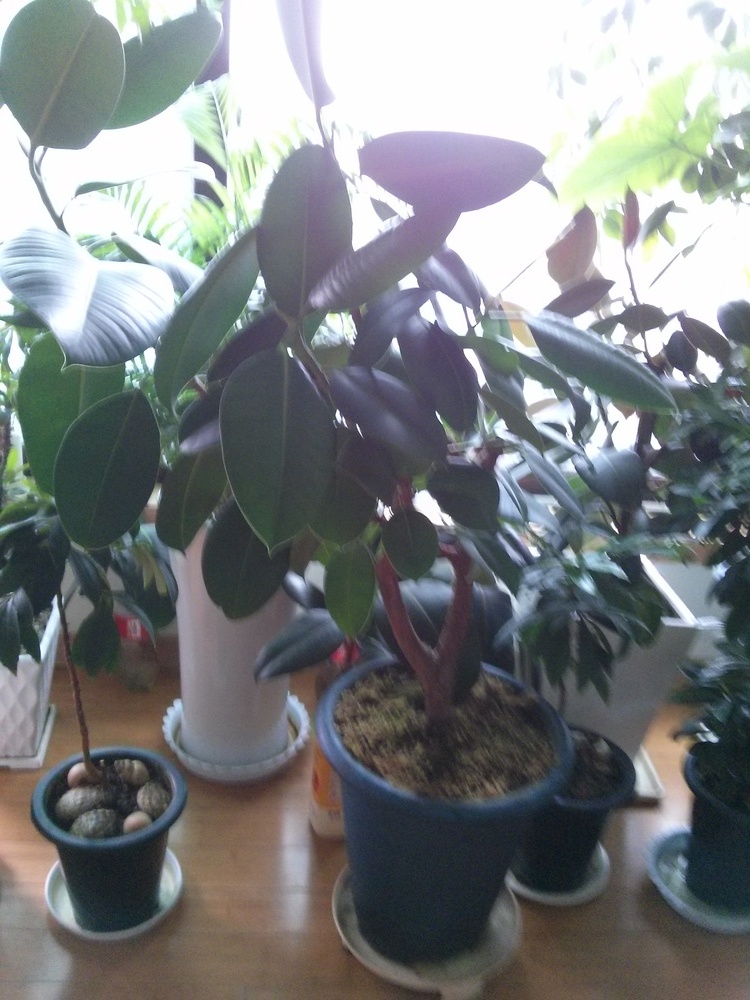 나를 힐링시켜주는 화초들