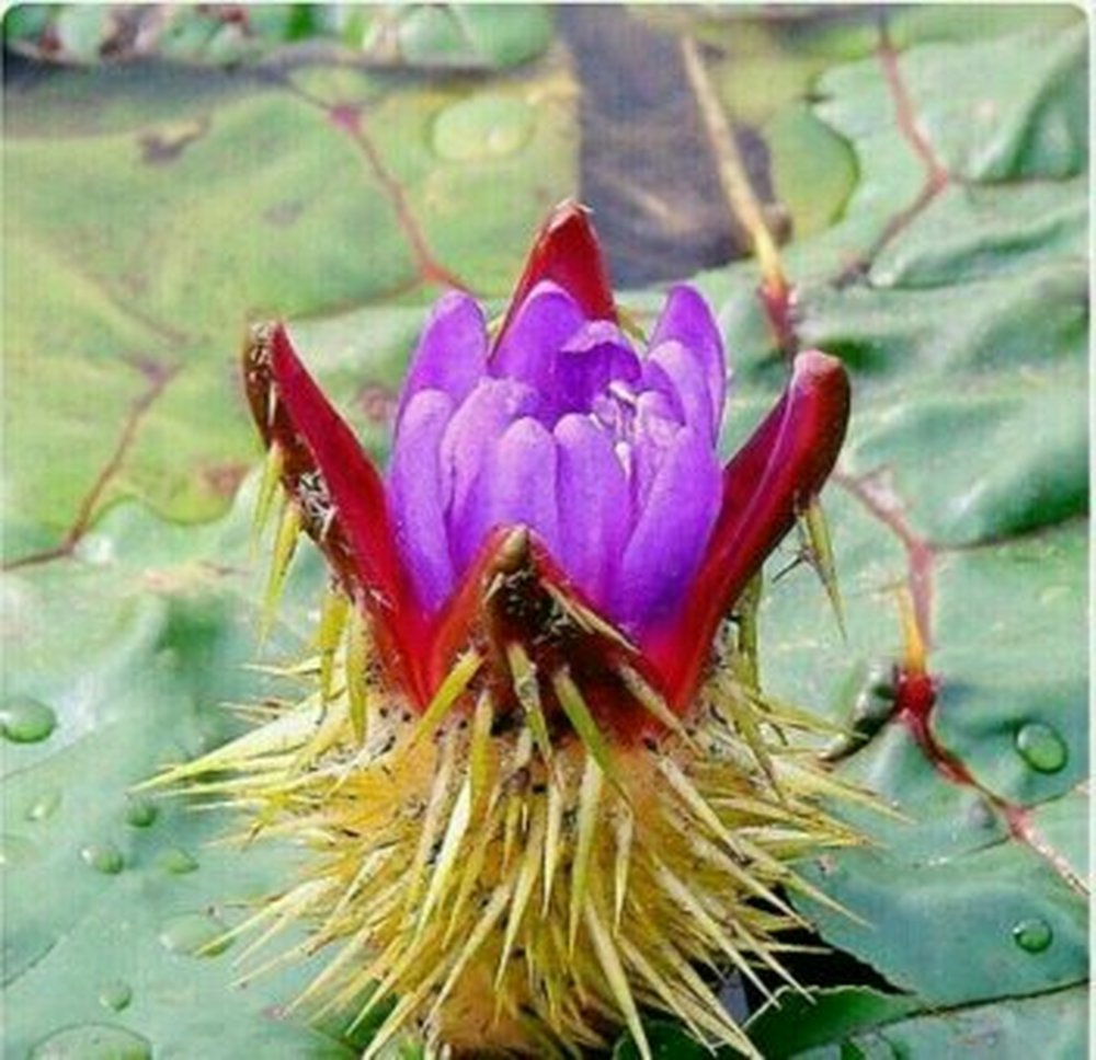 행운