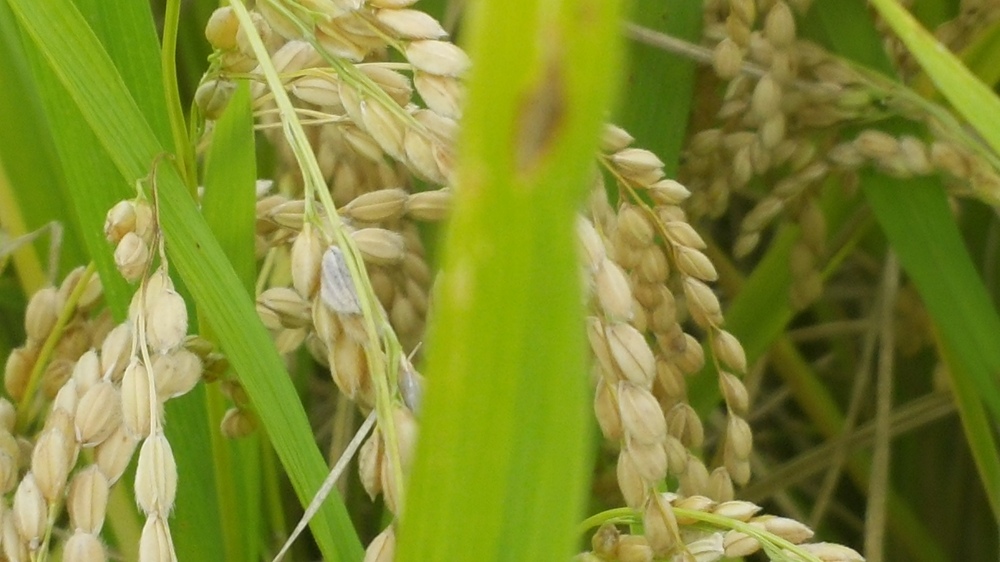 올 농사 풍년이겠지요