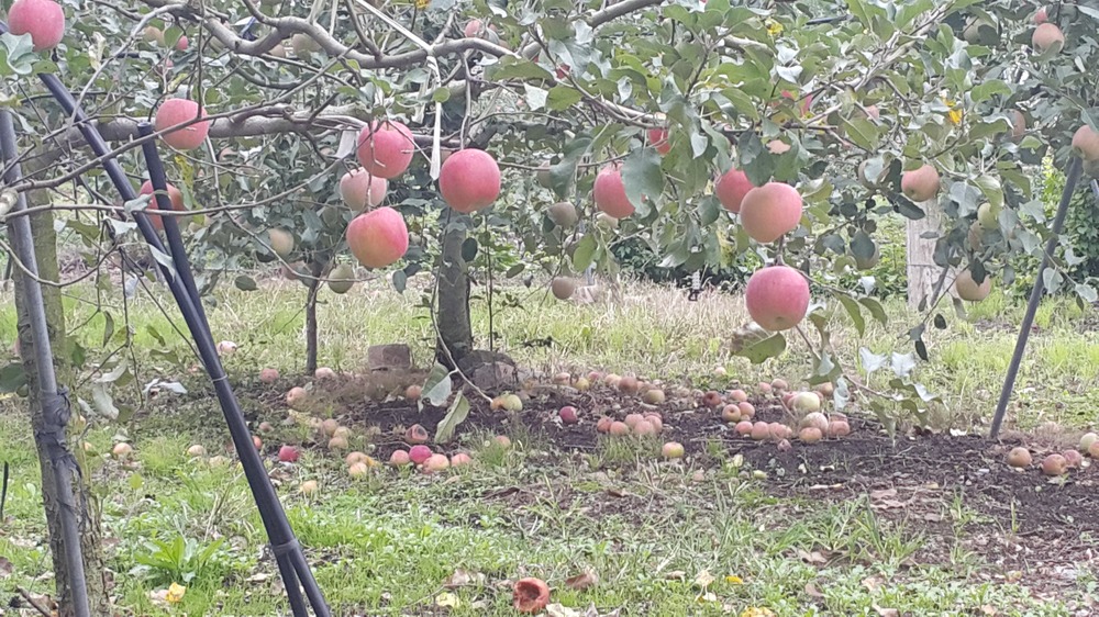 바람에 사과가 많이 떨..