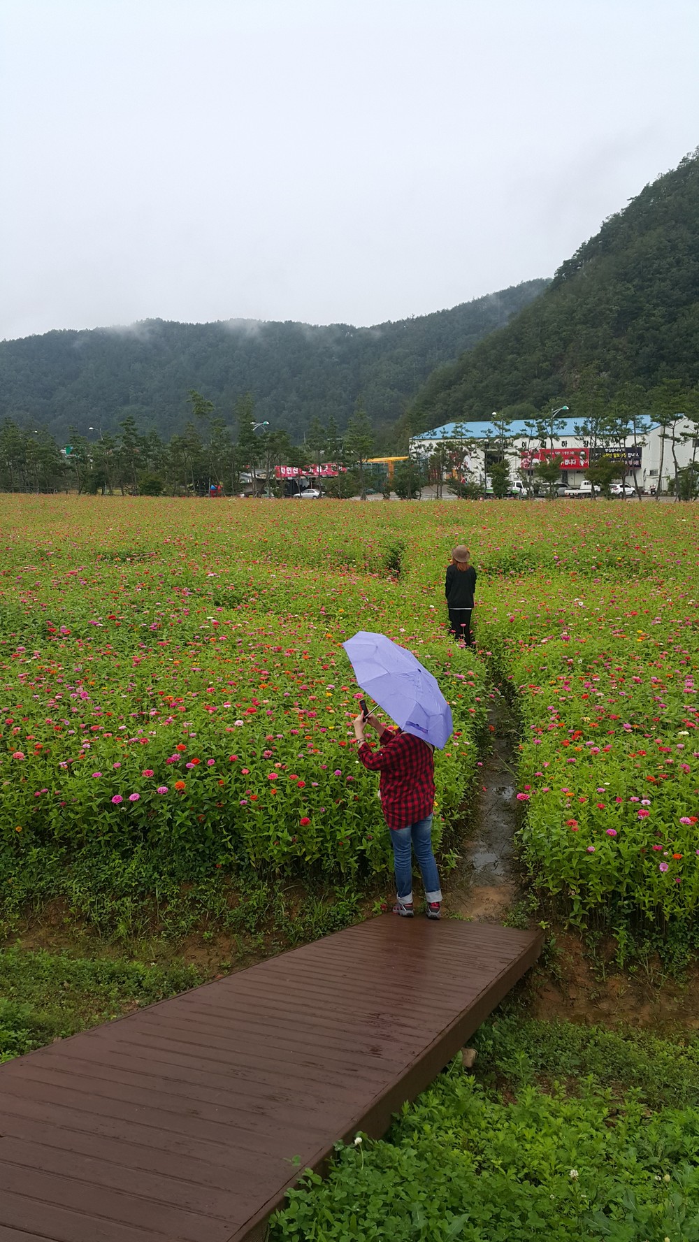 비오는날 꽃밭에서