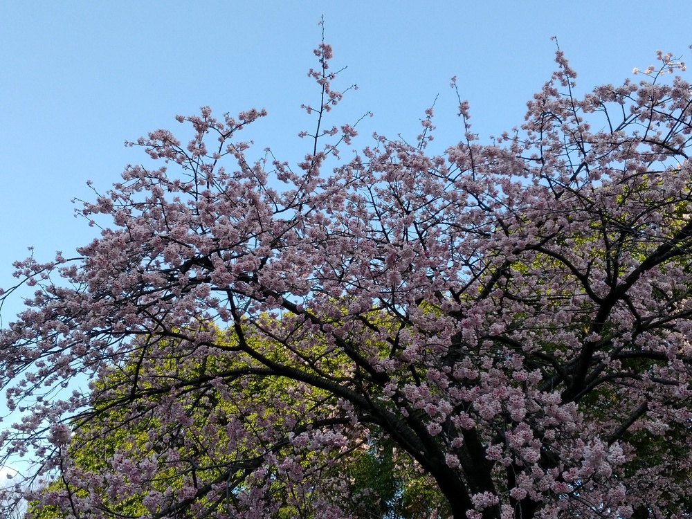 우에노공원엔 벌써 벚꽃이