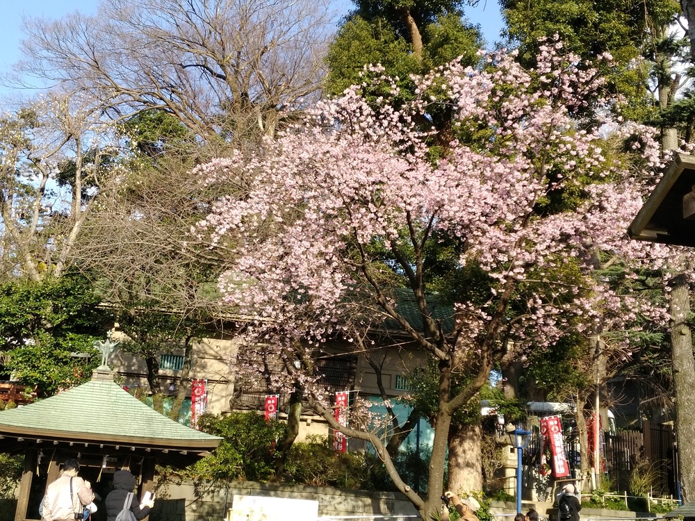 우에노공원엔 벌써 벚꽃이