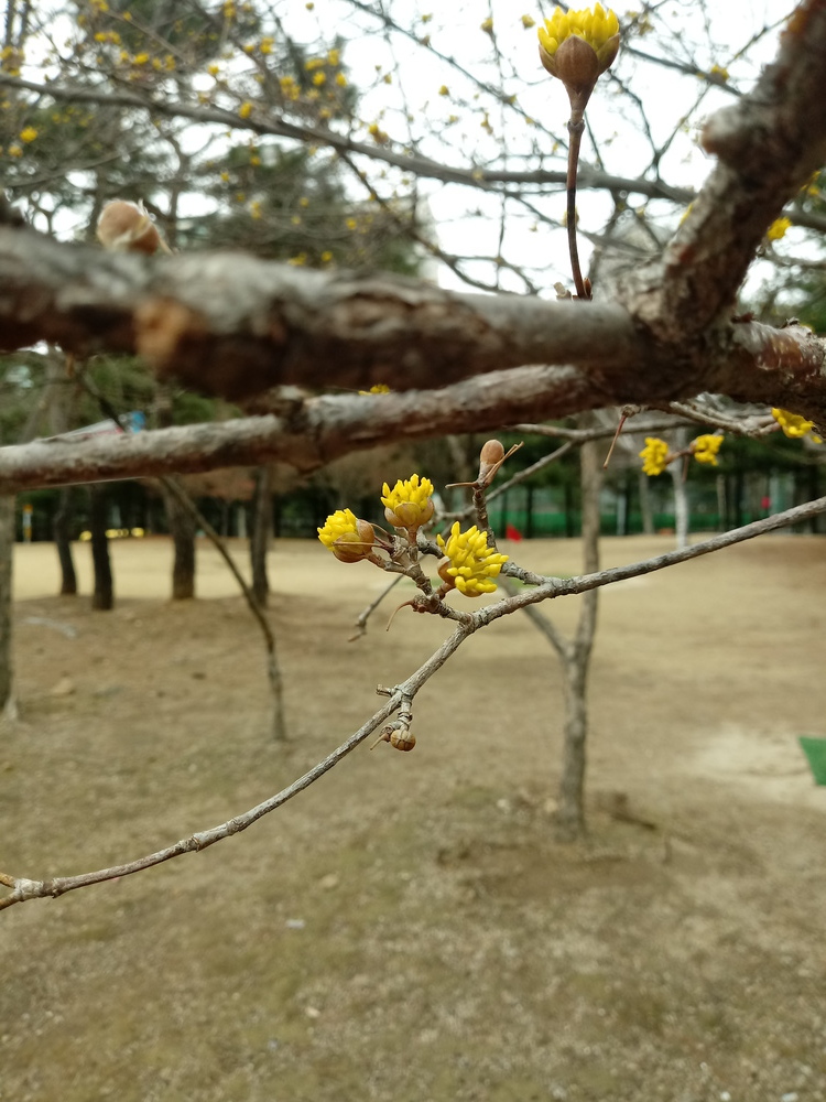어느새 봄은 가까이 왔네요~