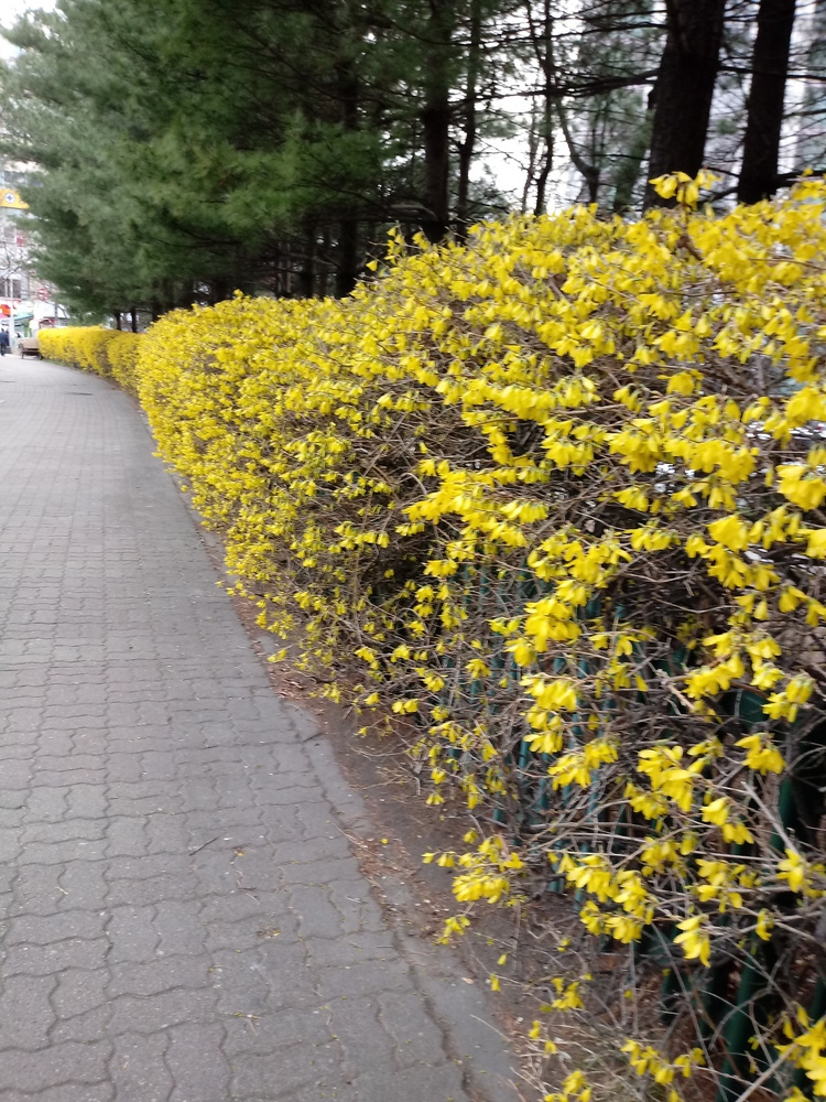 개나리 꽃길이 정말 예쁘죠~