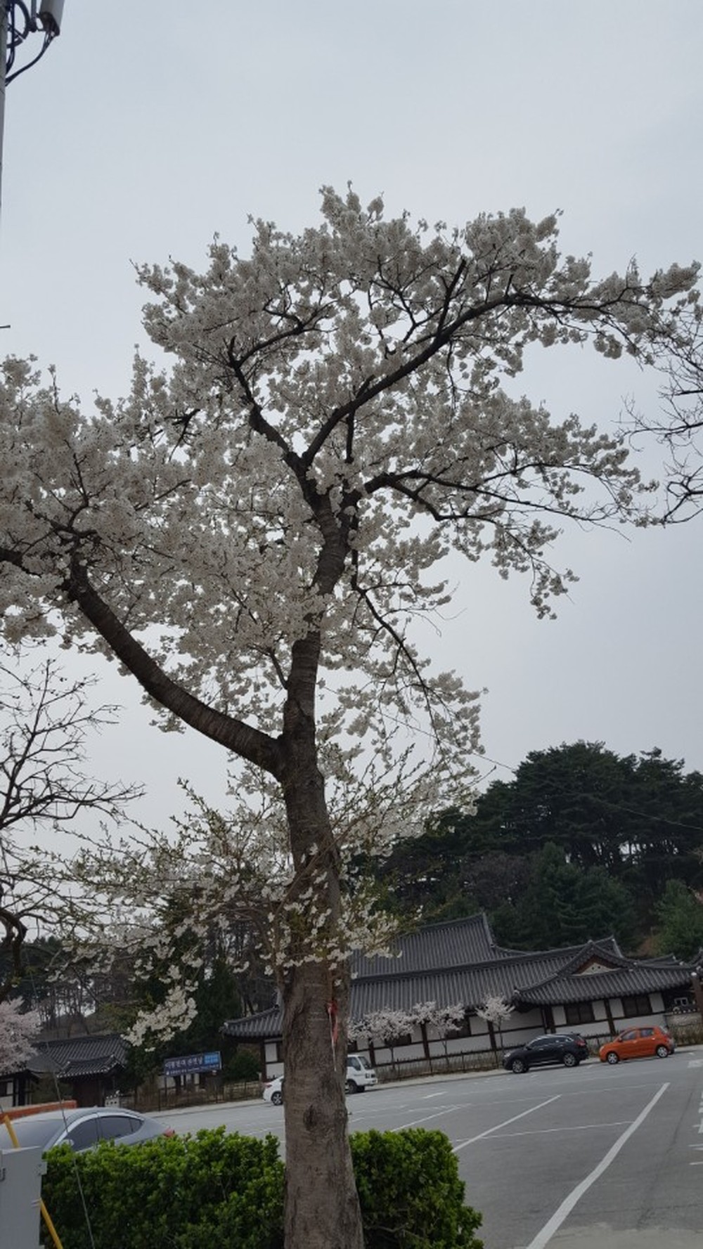 강릉 선교장 벚꽃