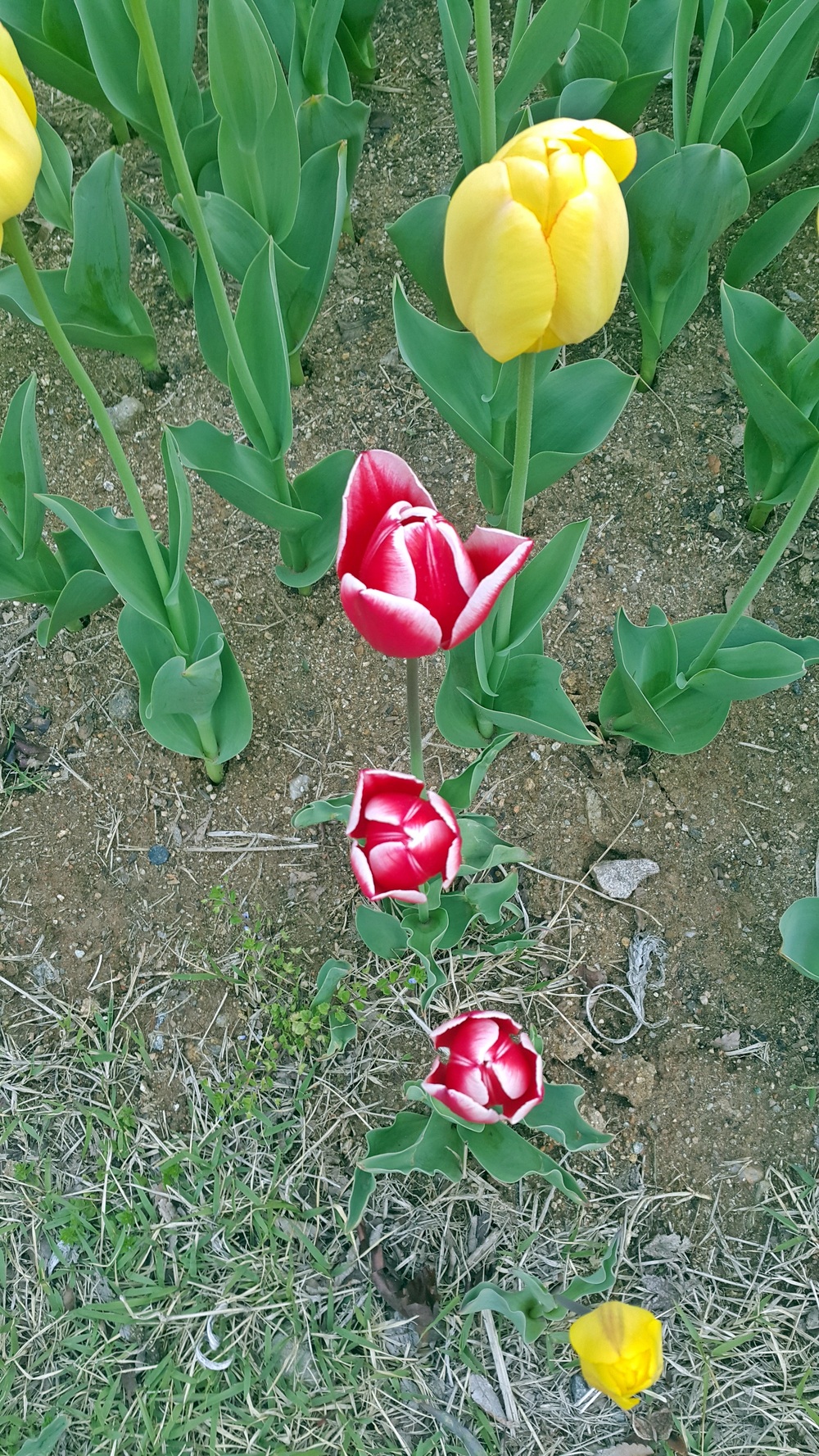 김치의 위대함