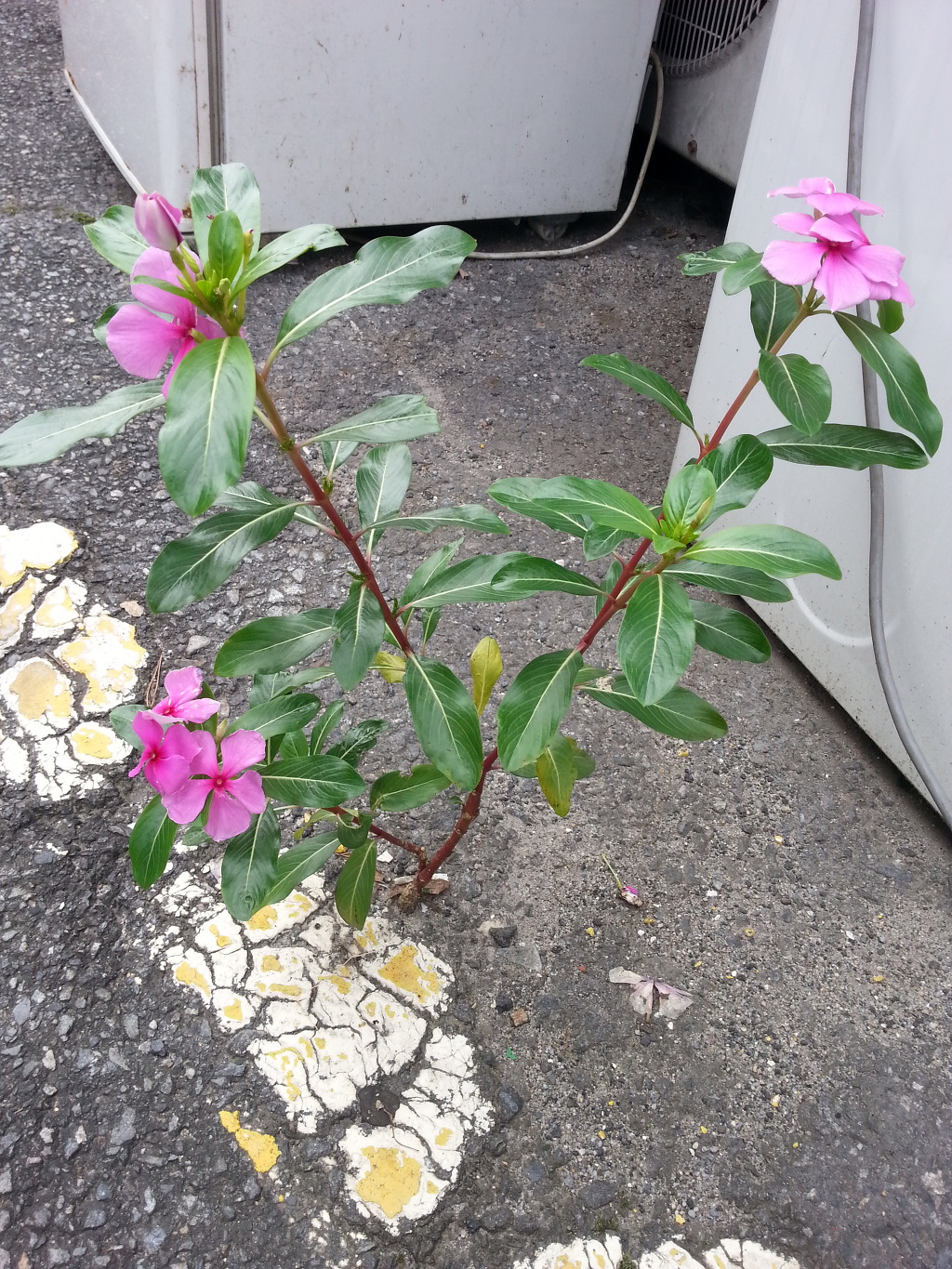 이런 생명력!