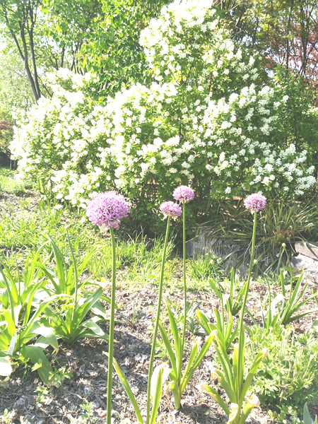한택식물원 봄꽃축제