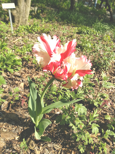 한택식물원 봄꽃축제