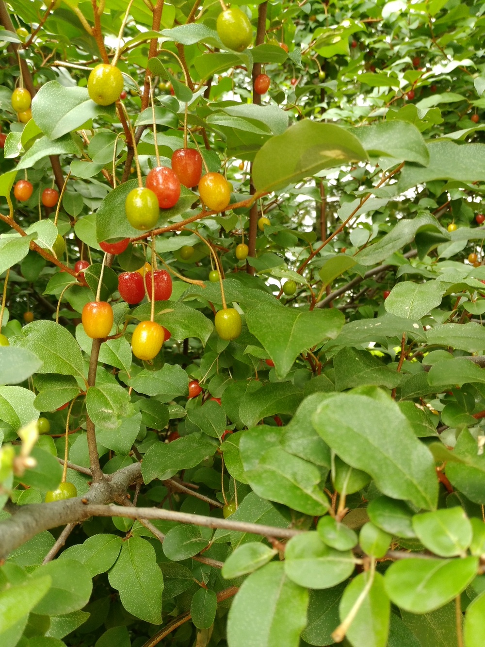 보리수 열매