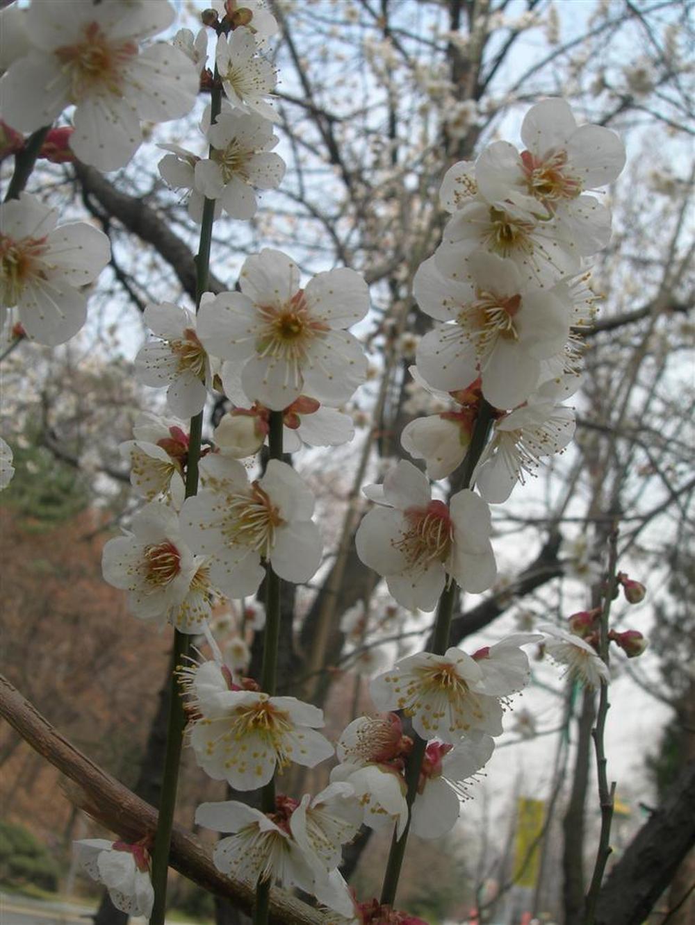 봄의 정령 매화나무