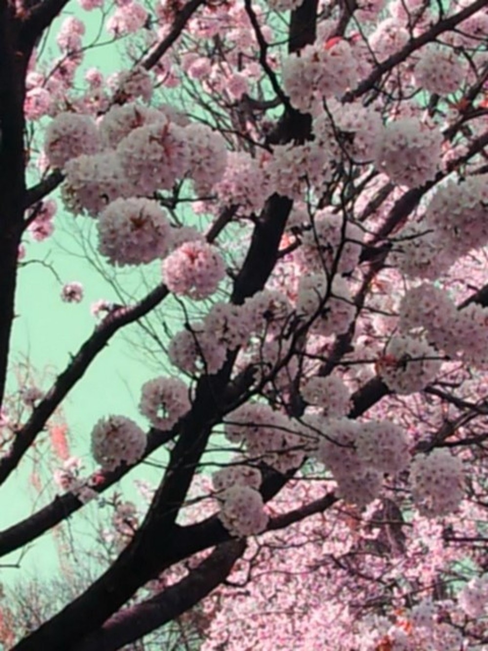 특이한 벚꽃 사진