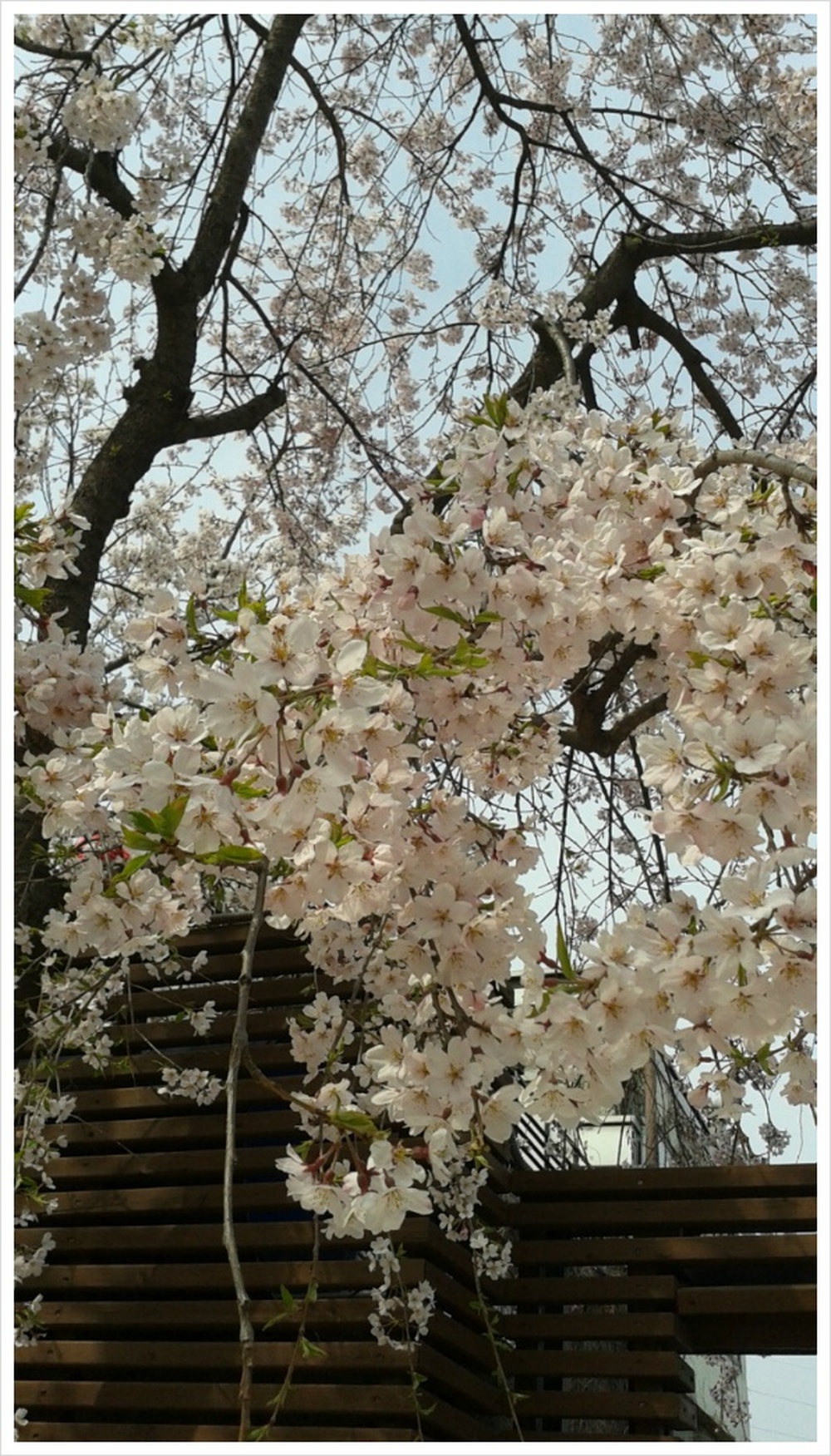 명절전 준비사항 일차 끝