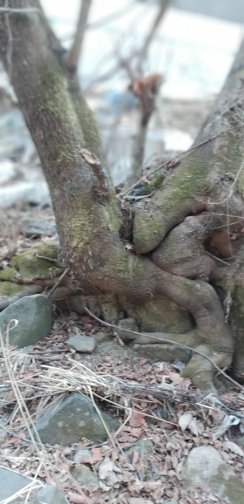 봄 이오는 길목에 서서