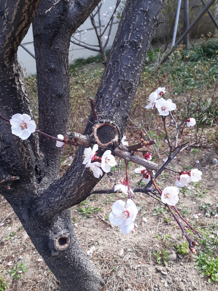 살구나무꽃도 화사하게피고