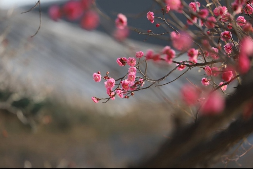 순천 선암사의 매화
