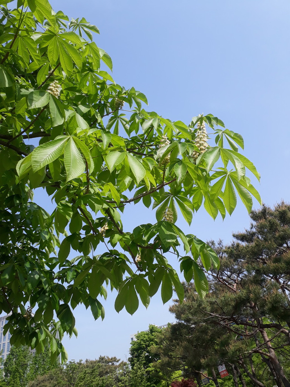 칠엽수(마로니에나무)