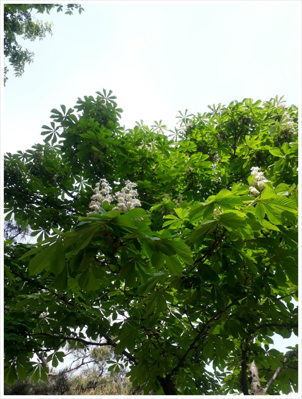 칠엽수(마로니에나무)