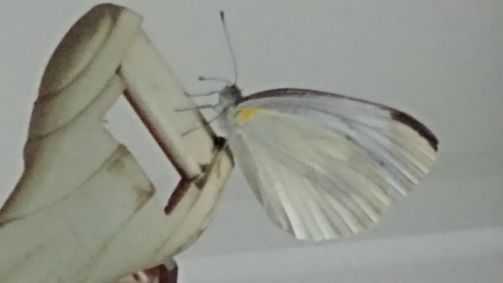 검정 줄무늬 나비 한마리